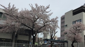 桜