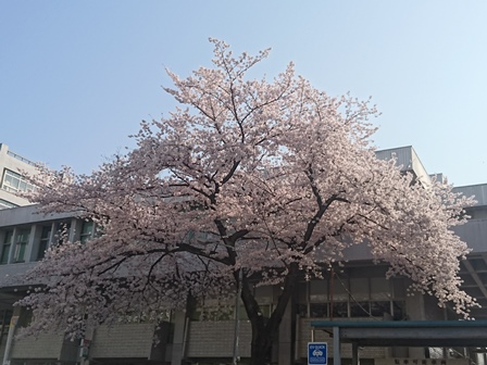 区役所　桜 (2)